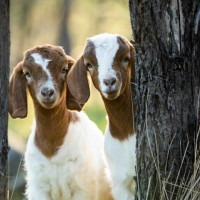 Con số may mắn tài lộc ngày 31/12/2025 của 12 con giáp