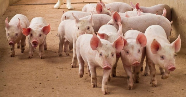 Giá heo hơi ngày 31/12/2025: Diễn biến trái chiều trên cả nước