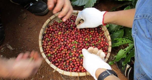 Giá nông sản ngày 31/12/2025: Cà phê tăng mạnh, hồ tiêu biến động trái chiều