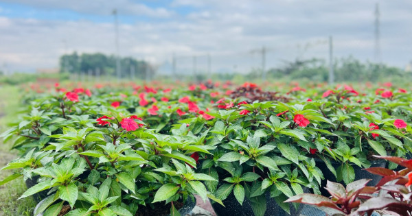 Chiến lược “xanh hóa” của các nhà vườn tại Đà Nẵng