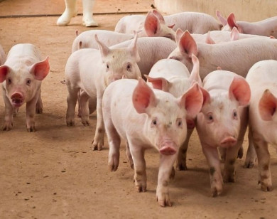 Giá heo hơi ngày 31/12/2025: Diễn biến trái chiều trên cả nước