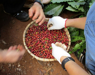 Giá nông sản ngày 31/12/2025: Cà phê tăng mạnh, hồ tiêu biến động trái chiều