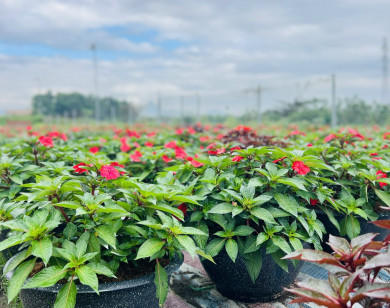 Chiến lược “xanh hóa” của các nhà vườn tại Đà Nẵng