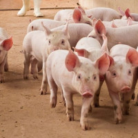 Giá heo hơi ngày 31/12/2025: Diễn biến trái chiều trên cả nước