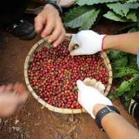 Giá nông sản ngày 31/12/2025: Cà phê tăng mạnh, hồ tiêu biến động trái chiều