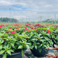 Chiến lược “xanh hóa” của các nhà vườn tại Đà Nẵng