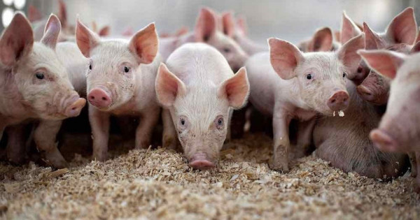Giá heo hơi ngày 1/1/2026: Giảm nhẹ tại miền Bắc và miền Trung, miền Nam ổn định 