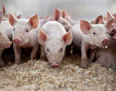 Giá heo hơi ngày 1/1/2026: Giảm nhẹ tại miền Bắc và miền Trung, miền Nam ổn định 