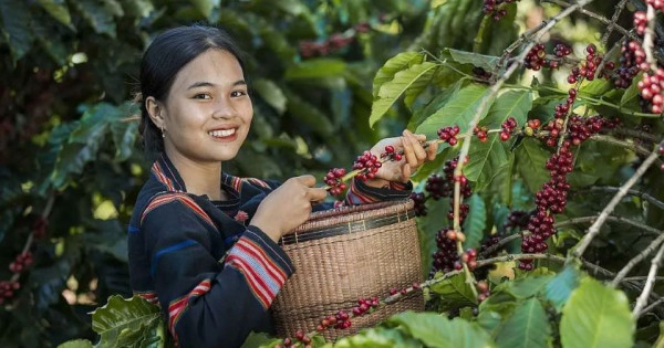 Giá nông sản ngày 2/1/2026: Cà phê tăng nhẹ, hồ tiêu điều chỉnh giảm