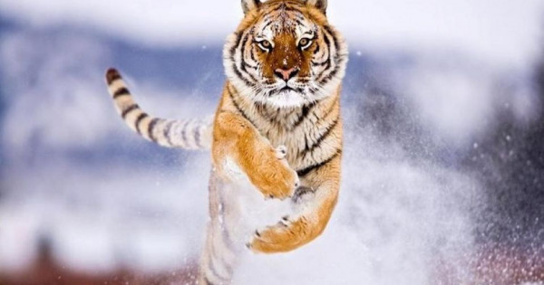 Con số may mắn tài lộc ngày 3/1/2026 của 12 con giáp