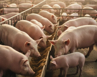 Giá heo hơi ngày 2/1/2026: Cả ba miền "bất động"