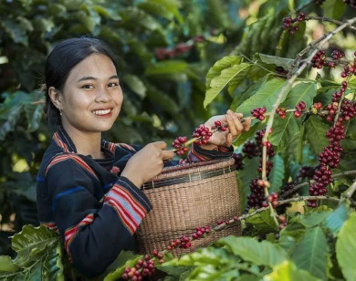 Giá nông sản ngày 2/1/2026: Cà phê tăng nhẹ, hồ tiêu điều chỉnh giảm