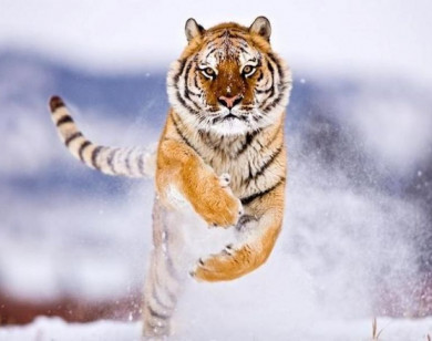 Con số may mắn tài lộc ngày 3/1/2026 của 12 con giáp