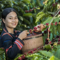 Giá nông sản ngày 2/1/2026: Cà phê tăng nhẹ, hồ tiêu điều chỉnh giảm