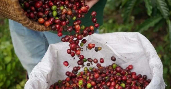 Giá nông sản ngày 3/1/2026: Cà phê tiếp đà tăng, hồ tiêu ổn định