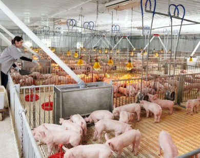 Giá heo hơi ngày 3/1/2026: Đi ngang tại cả ba miền