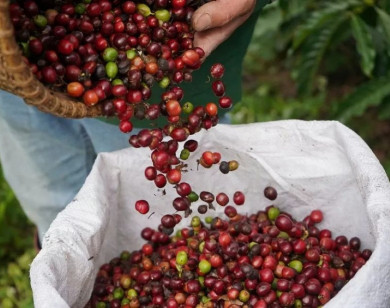 Giá nông sản ngày 3/1/2026: Cà phê tiếp đà tăng, hồ tiêu ổn định