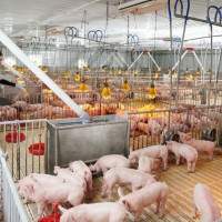 Giá heo hơi ngày 3/1/2026: Đi ngang tại cả ba miền