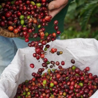 Giá nông sản ngày 3/1/2026: Cà phê tiếp đà tăng, hồ tiêu ổn định