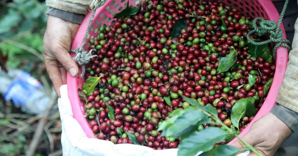 Giá nông sản ngày 4/1/2026: Cà phê tăng nhẹ, hồ tiêu tiếp tục ổn định