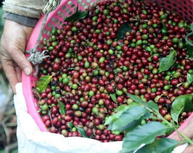 Giá nông sản ngày 4/1/2026: Cà phê tăng nhẹ, hồ tiêu tiếp tục ổn định