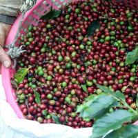 Giá nông sản ngày 4/1/2026: Cà phê tăng nhẹ, hồ tiêu tiếp tục ổn định