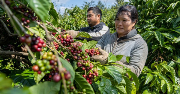 Giá nông sản ngày 5/1/2026: Cà phê và hồ tiêu cùng đi ngang