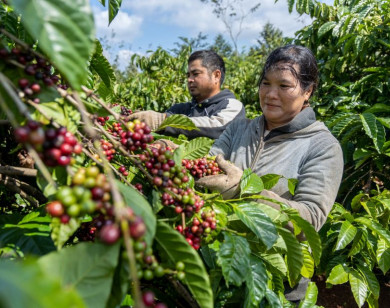 Giá nông sản ngày 5/1/2026: Cà phê và hồ tiêu cùng đi ngang