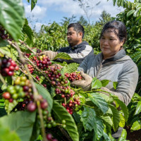 Giá nông sản ngày 5/1/2026: Cà phê và hồ tiêu cùng đi ngang