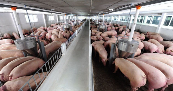 Giá heo hơi ngày 6/1/2026: Miền Bắc dẫn sóng tăng giá, miền Nam lặng sóng