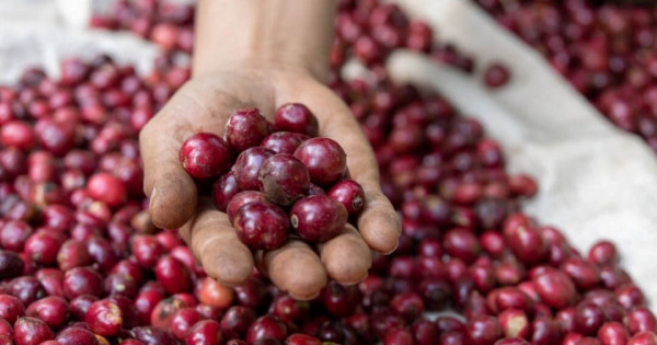 Giá nông sản ngày 6/1/2026: Cà phê tăng nhẹ, hồ tiêu đi ngang