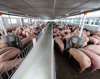 Giá heo hơi ngày 6/1/2026: Miền Bắc dẫn sóng tăng giá, miền Nam lặng sóng