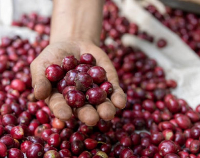 Giá nông sản ngày 6/1/2026: Cà phê tăng nhẹ, hồ tiêu đi ngang