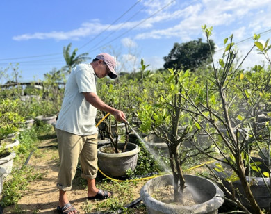 Nâng cao hiệu quả kinh tế từ các mô hình vườn tại Đà Nẵng