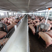 Giá heo hơi ngày 6/1/2026: Miền Bắc dẫn sóng tăng giá, miền Nam lặng sóng