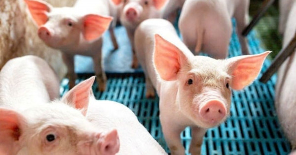 Giá heo hơi ngày 7/1/2026: Miền Bắc tăng mạnh, quay lại mốc 70.000 đồng/kg