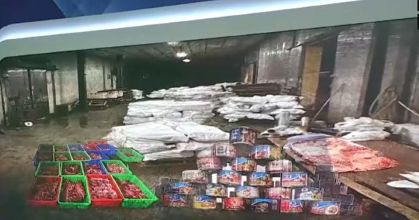 Triệt phá đường dây tuồn hơn 120 tấn thịt lợn nhiễm dịch tả châu Phi vào Công ty CP Đồ hộp Hạ Long