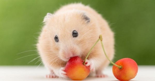 Con số may mắn tài lộc ngày 9/1/2026 của 12 con giáp