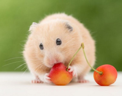 Con số may mắn tài lộc ngày 9/1/2026 của 12 con giáp