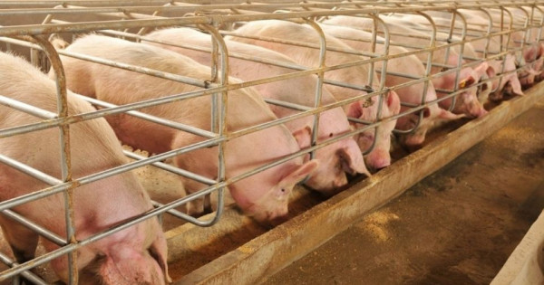 Giá heo hơi ngày 9/1/2026: Đà tăng lan rộng cả nước