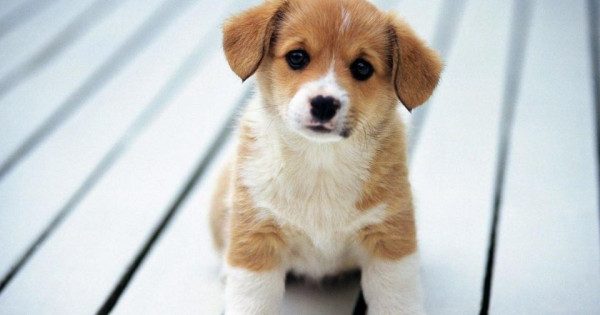 Con số may mắn tài lộc ngày 10/1/2026 của 12 con giáp