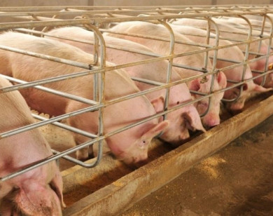 Giá heo hơi ngày 9/1/2026: Đà tăng lan rộng cả nước