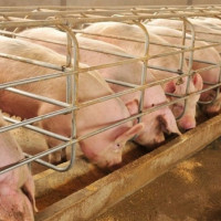 Giá heo hơi ngày 9/1/2026: Đà tăng lan rộng cả nước