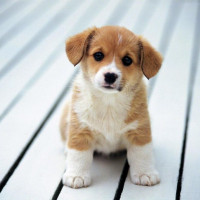 Con số may mắn tài lộc ngày 10/1/2026 của 12 con giáp