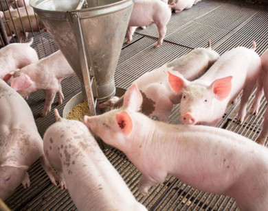 Giá heo hơi ngày 10/1/2026: Miền Bắc chạm mốc 72.000 đồng/kg