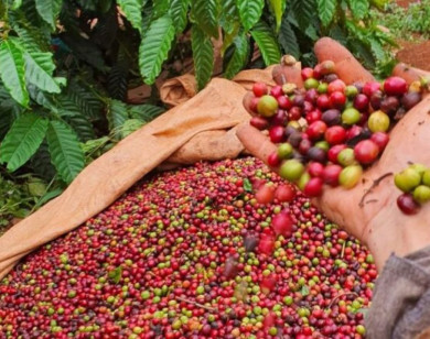 Giá nông sản ngày 10/1/2026: Cà phê giảm nhẹ, hồ tiêu ổn định
