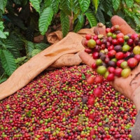 Giá nông sản ngày 10/1/2026: Cà phê giảm nhẹ, hồ tiêu ổn định
