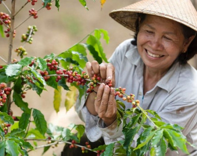 Giá nông sản ngày 11/1/2026: Cà phê tiếp tục giảm nhẹ, hồ tiêu ổn định