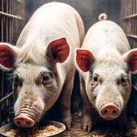 Giá heo hơi ngày 11/1/2026: Sẽ vượt mốc 75.000 đồng/kg?