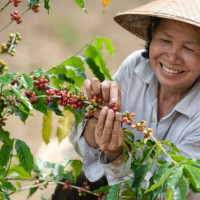 Giá nông sản ngày 11/1/2026: Cà phê tiếp tục giảm nhẹ, hồ tiêu ổn định